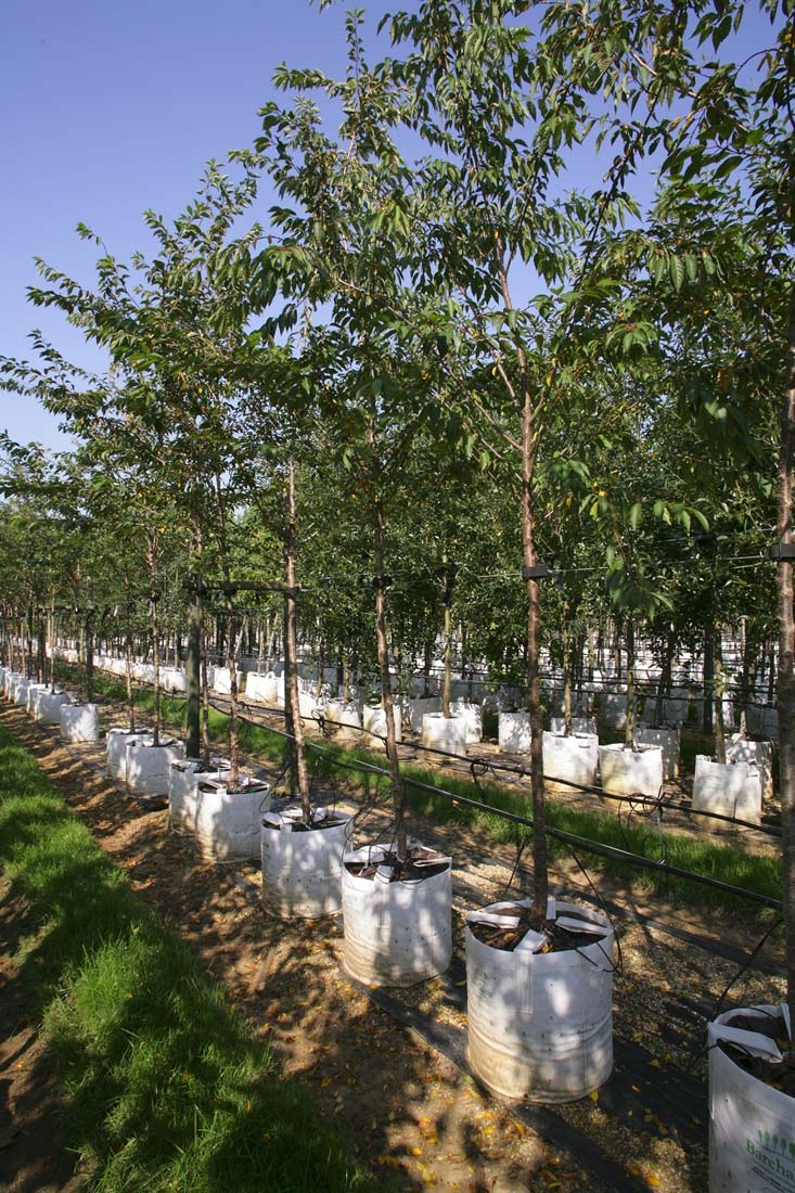 Prunus subhirtella Autumnalis the barchm trees nursery