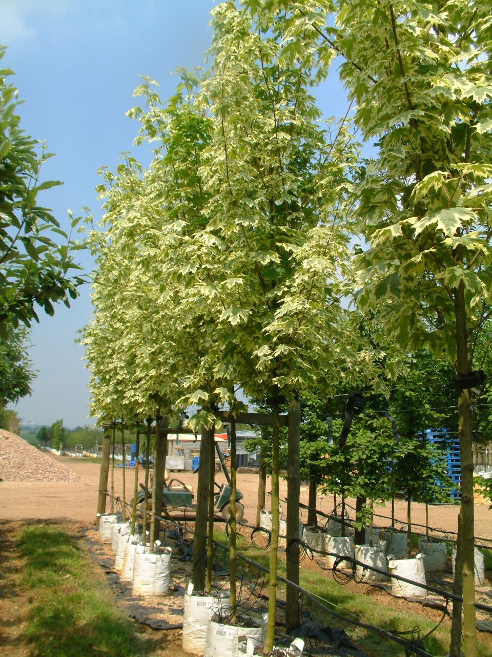 Acer platanoides Drummondii