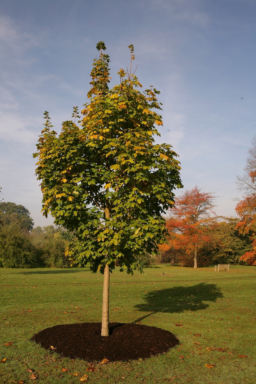 Юные деревья всех пород. Клен остролистный (Acer platanoides). Клен остролистный Кливленд. Клен остролистный Cleveland. Acer platanoides (клён остролистный) 'Cleveland'.