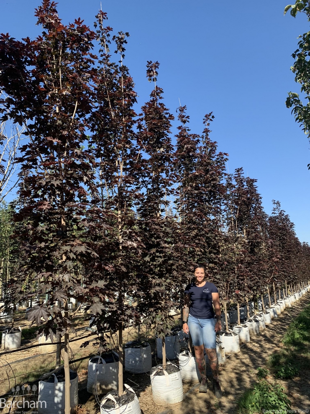 Acer platanoides Crimson Sentry