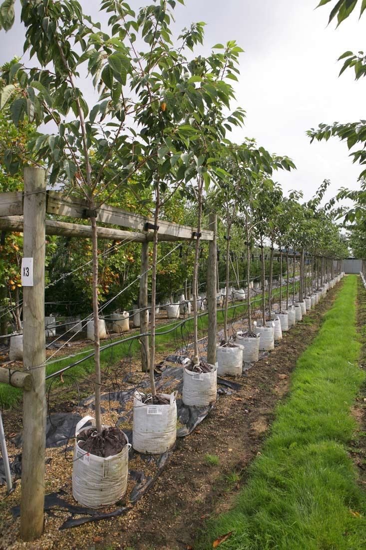 Prunus Tai Haku