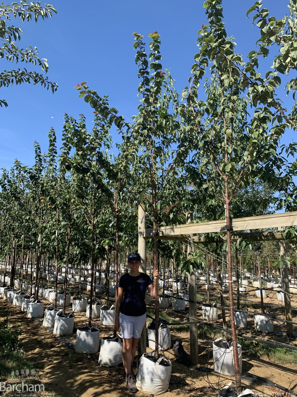 Prunus sargentii Rancho