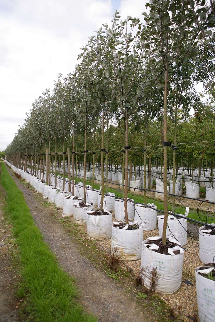 Sorbus Aria Majestica at barcham trees