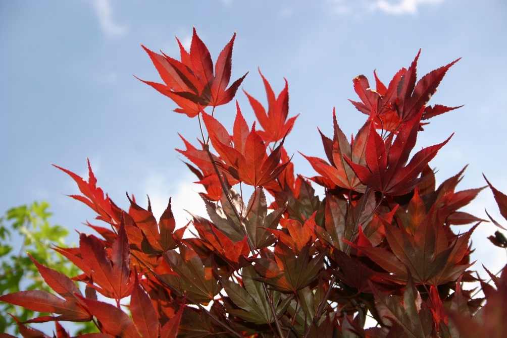 The vibrant foliage of Acer palmatum Fireglow