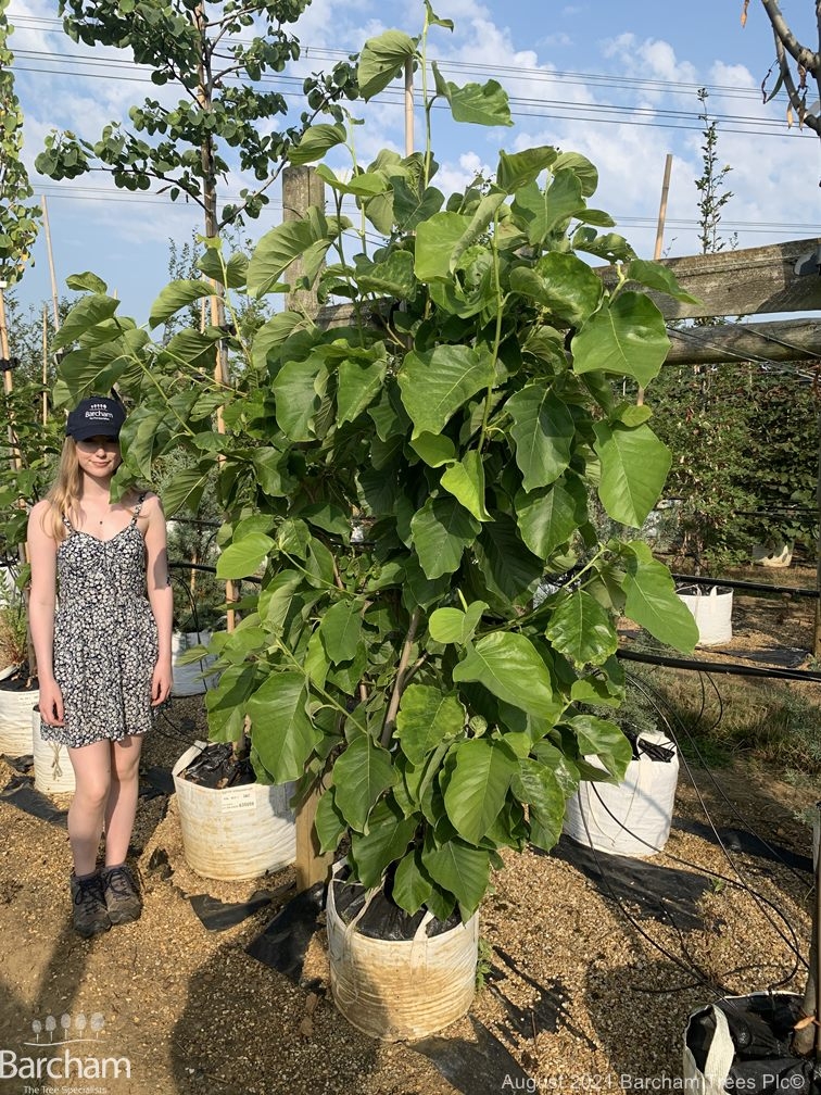 Magnolia x brooklynensis Elizabeth
