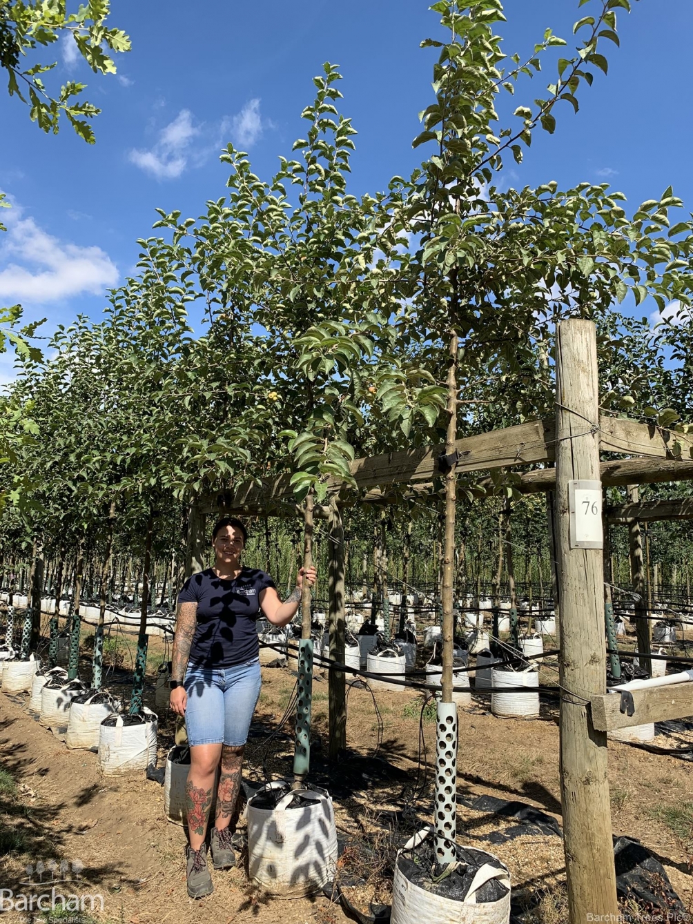 Malus Golden Hornet