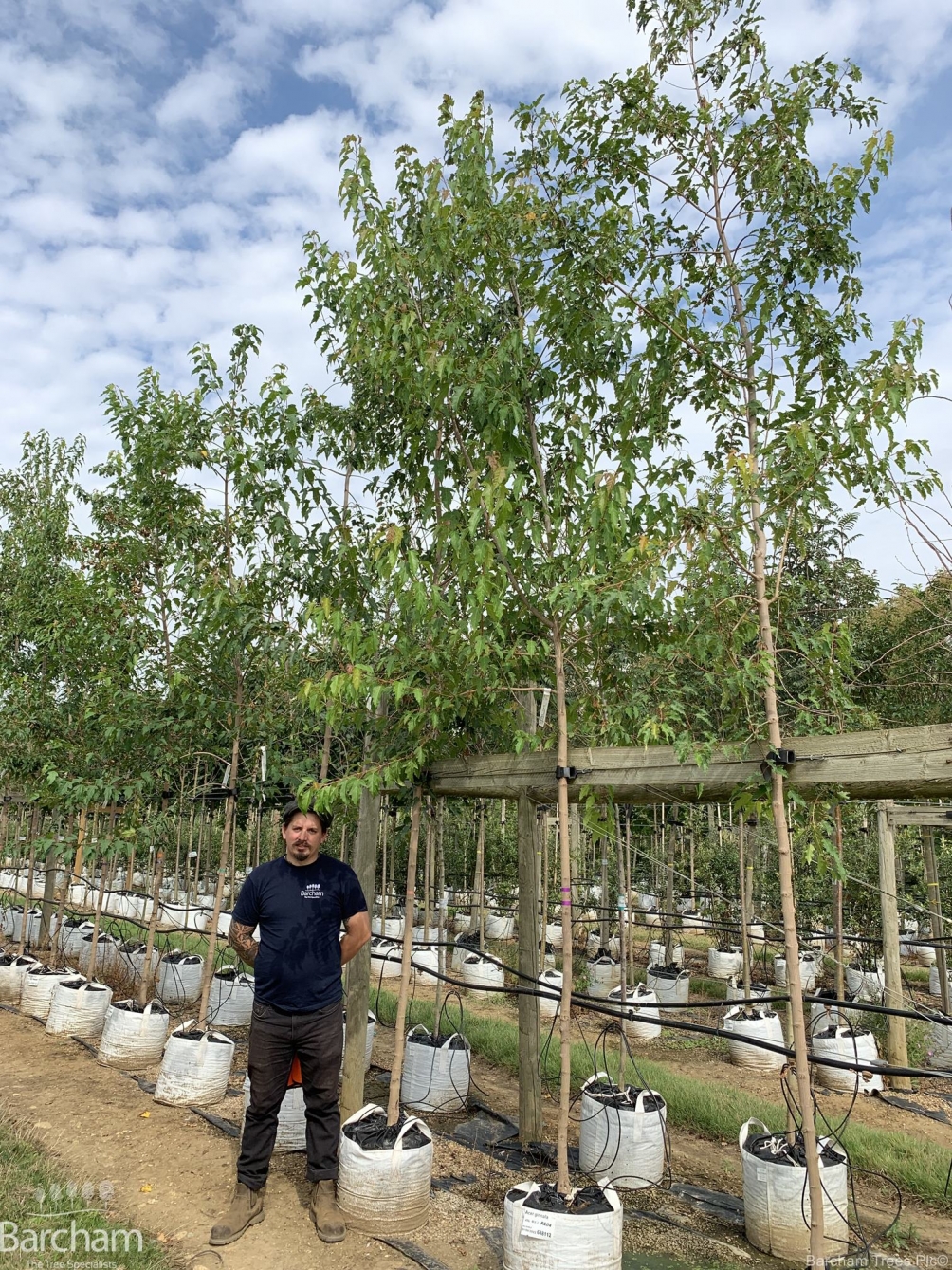Acer ginnala
