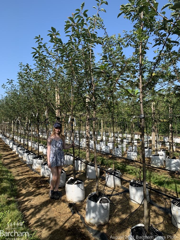 Prunus padus Watereri
