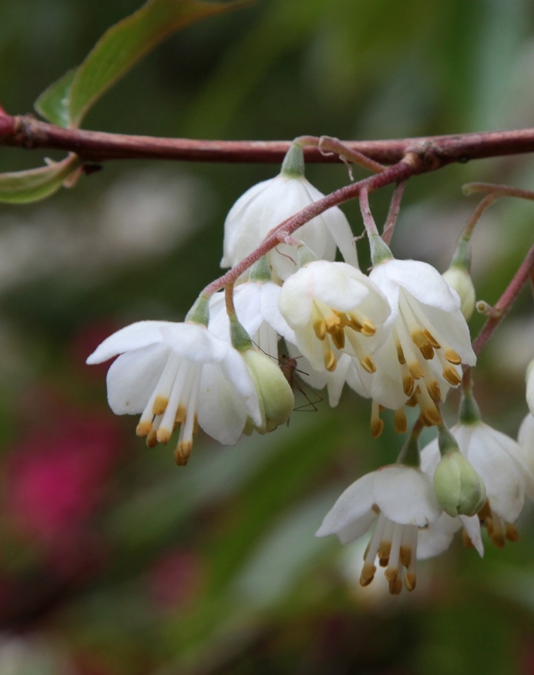 The bell shaped flowers of Halesia Carolina