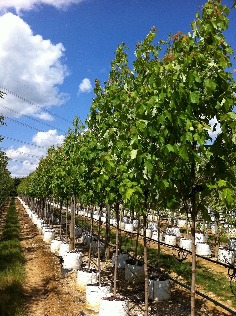 Acer rubrum Bowhall at barcham trees