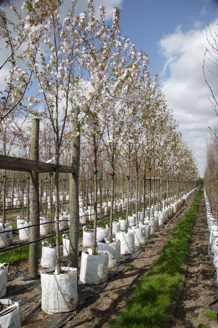 Prunus Sunset Boulevard in flower