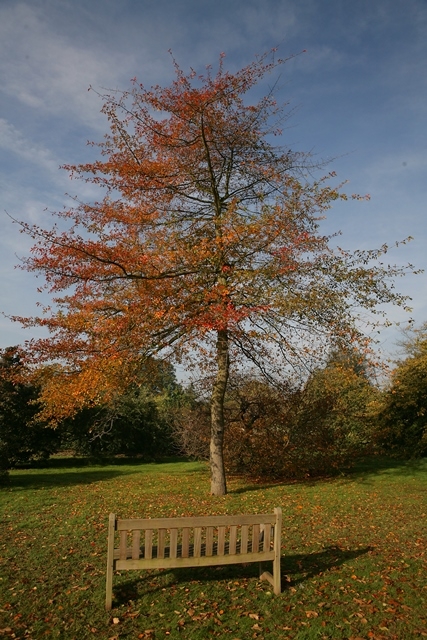 Mature Nyssa Sylvatica