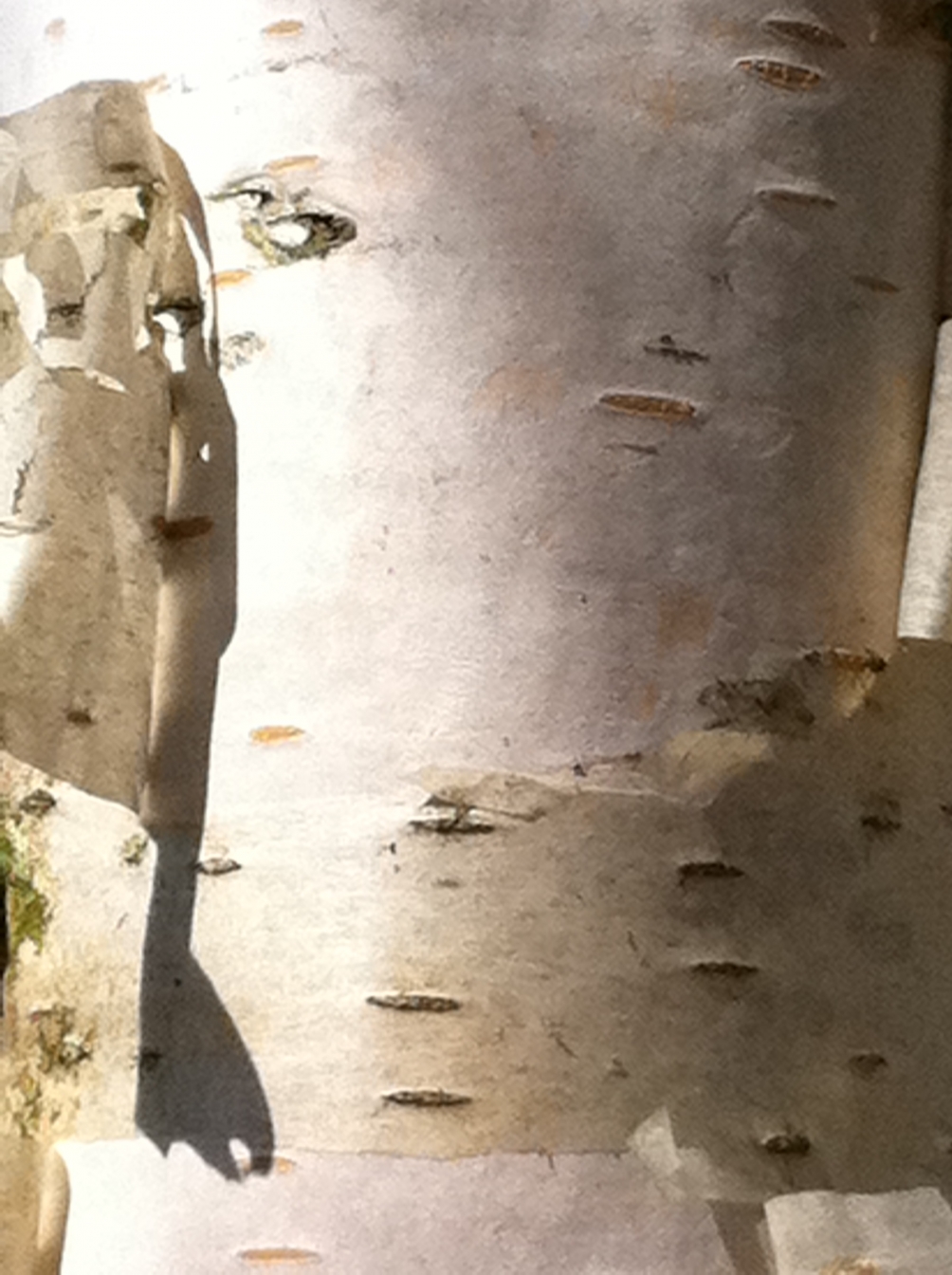 the white bark of  Betula pendula Zwisters Glory