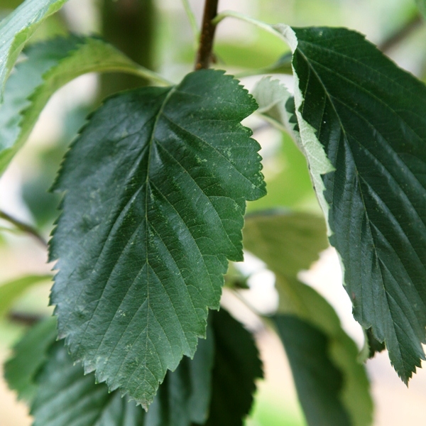 the leaf of Sorbus latifolia Henk Vink