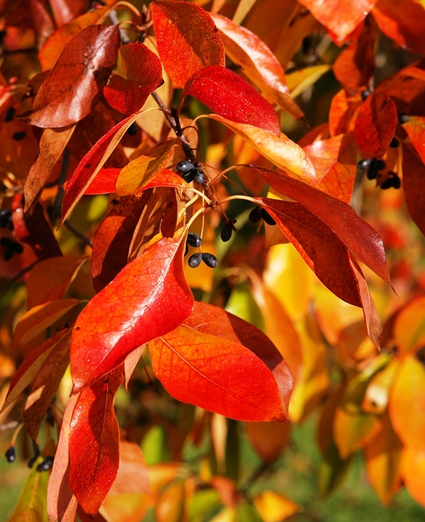 autumn colour of Mature Nyssa Sylvatica