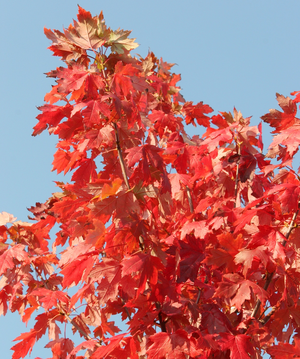 Acer x freemanii Autumn Blaze autumn foliage