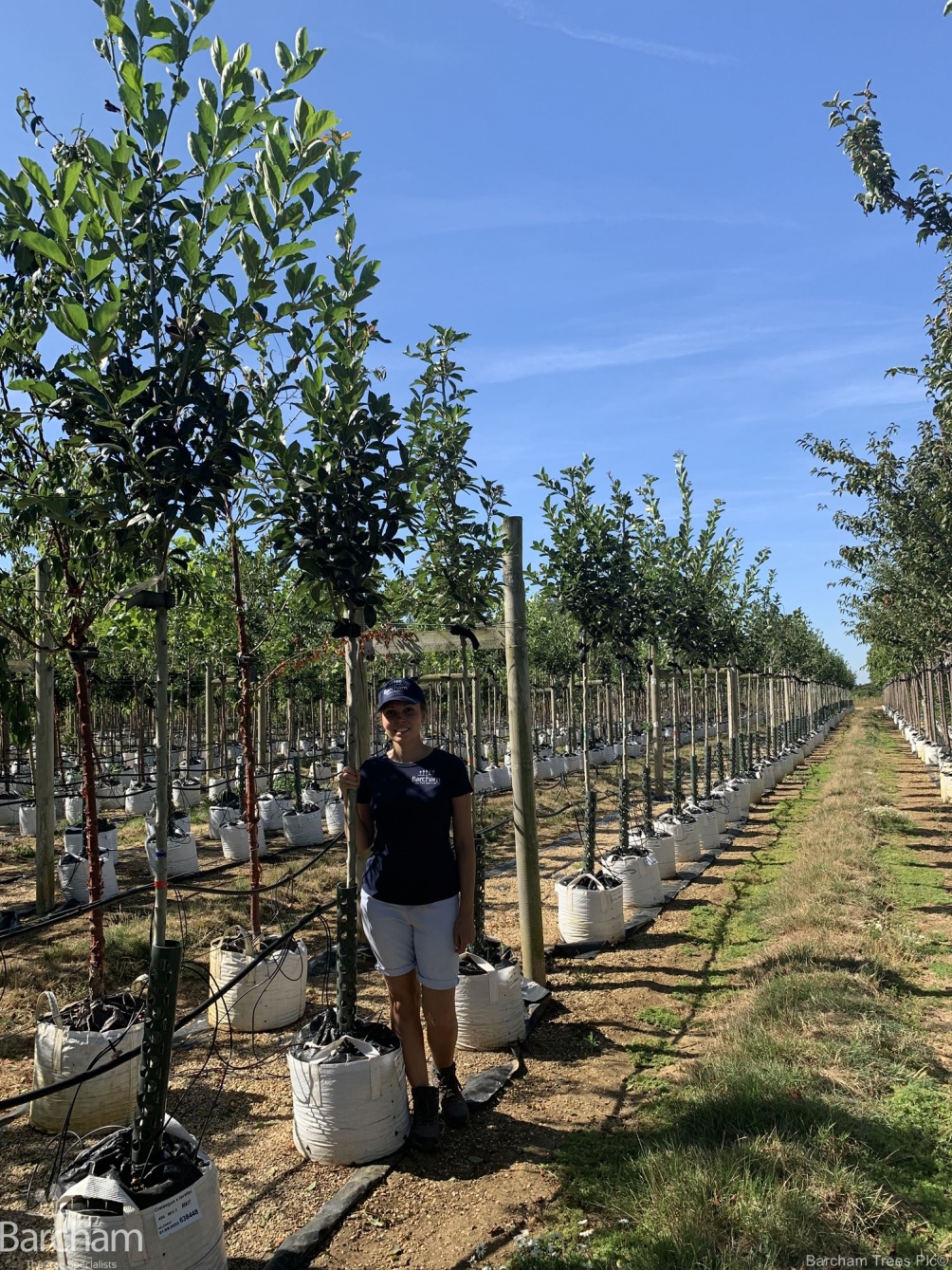 Crataegus x lavalleei