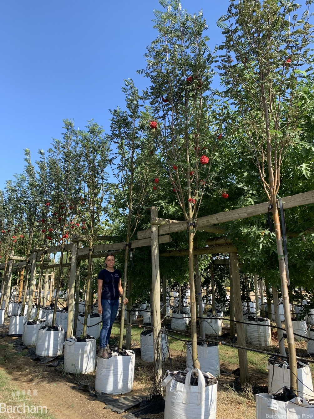 Sorbus aucuparia Cardinal Royal