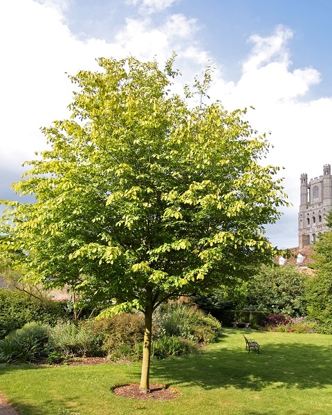 Mature Amelanchier arborea Robin Hill