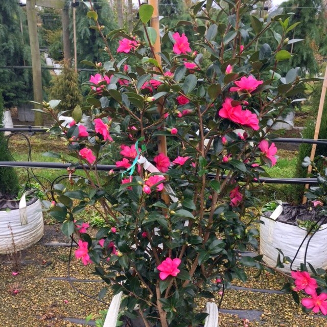 Camellia sasanqua Cleopatra