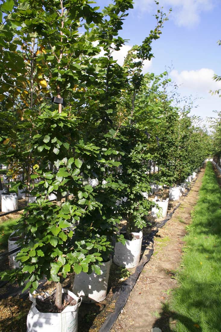 Fagus sylvatica