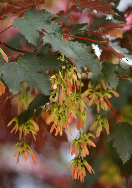 Acer pseudoplatanus Spaethii foliage