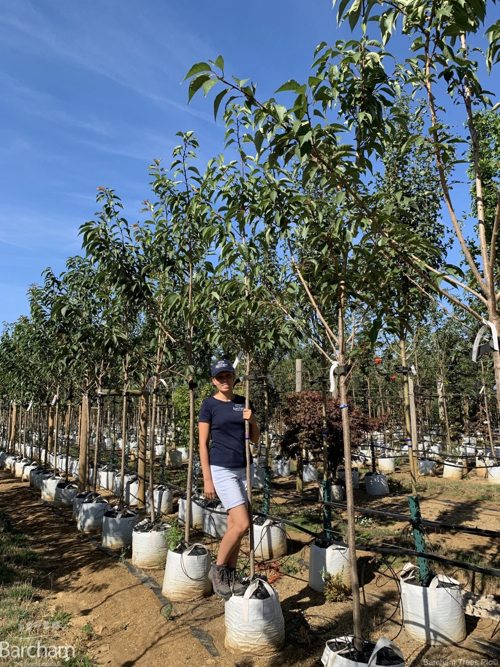 Prunus Kanzan