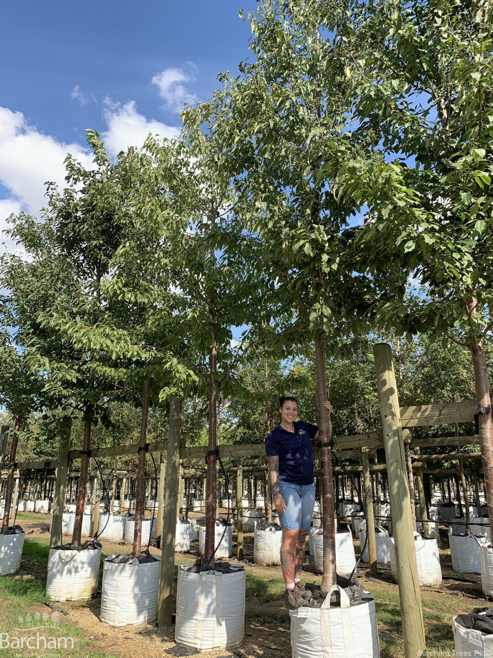 Prunus avium Plena