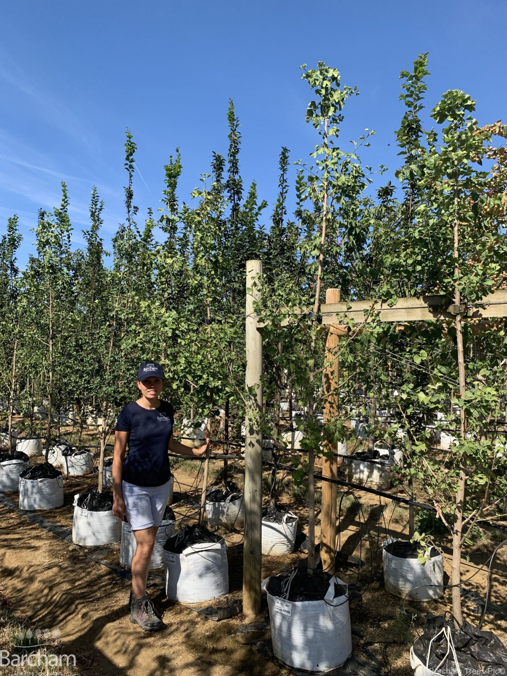 Ginkgo biloba