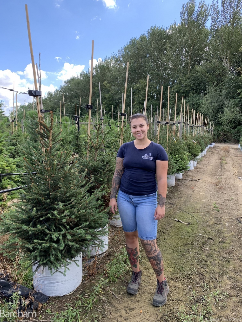 Picea abies