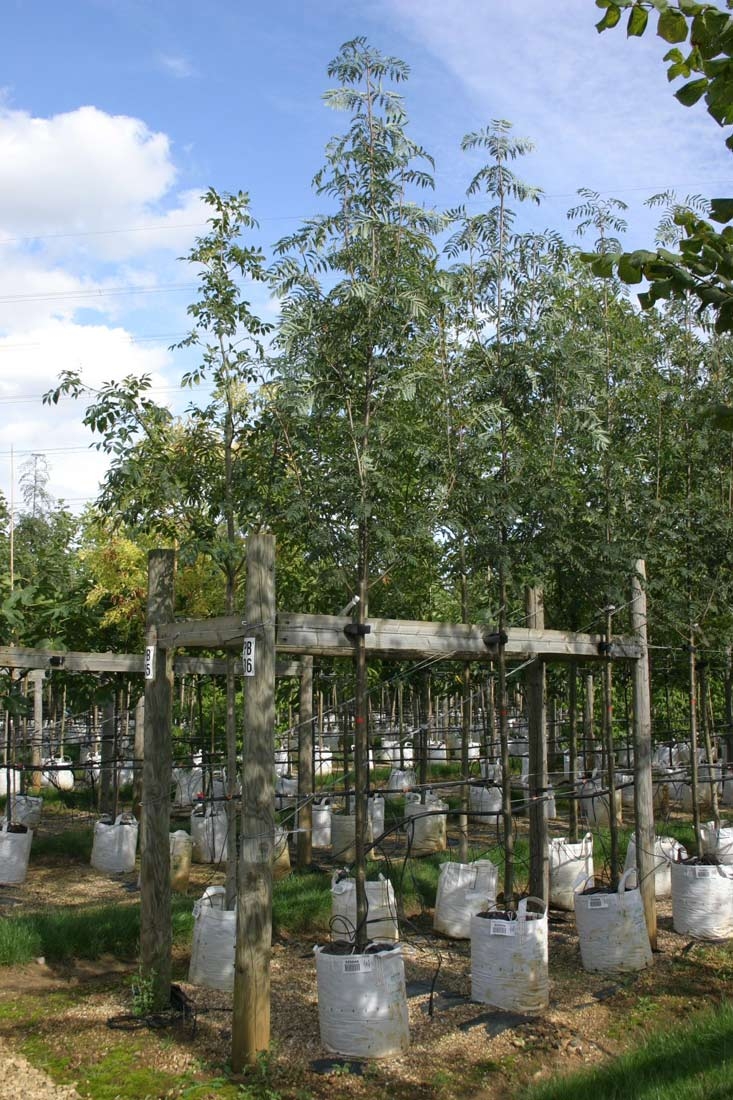 Sorbus aucuparia Asplenifolia at Barcham Trees