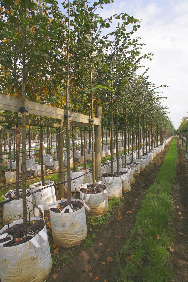 Row of Tilia cordata Rancho  on the Barcham nursery