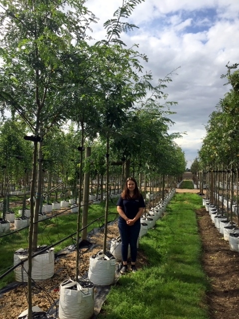 Gleditsia triacanthos at barcham trees