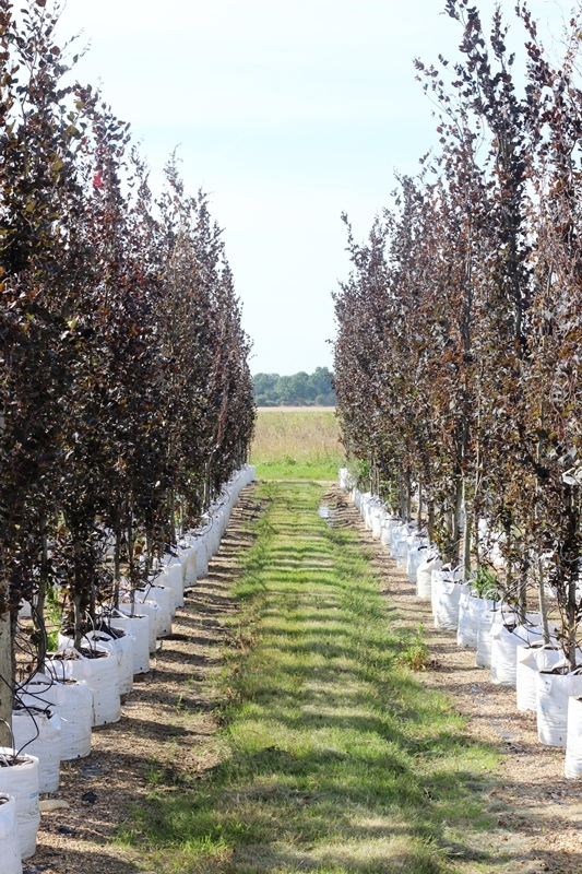 Fagus sylvatica Dawyck Purpurea on the Barcham Trees nursery