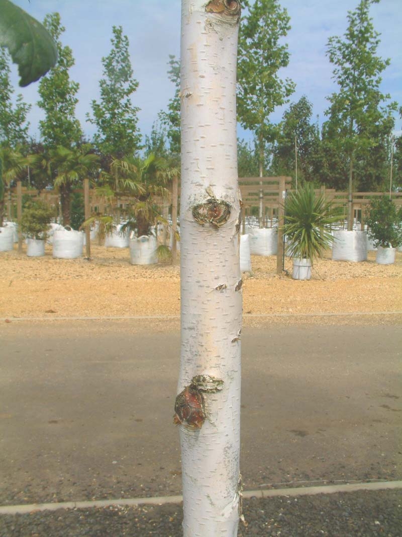 the white bark of  Betula utilis Jacquemontii