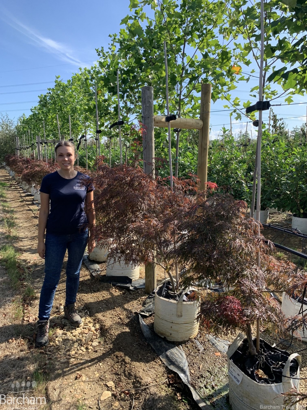 Acer palmatum Dissectum Garnet multi stem