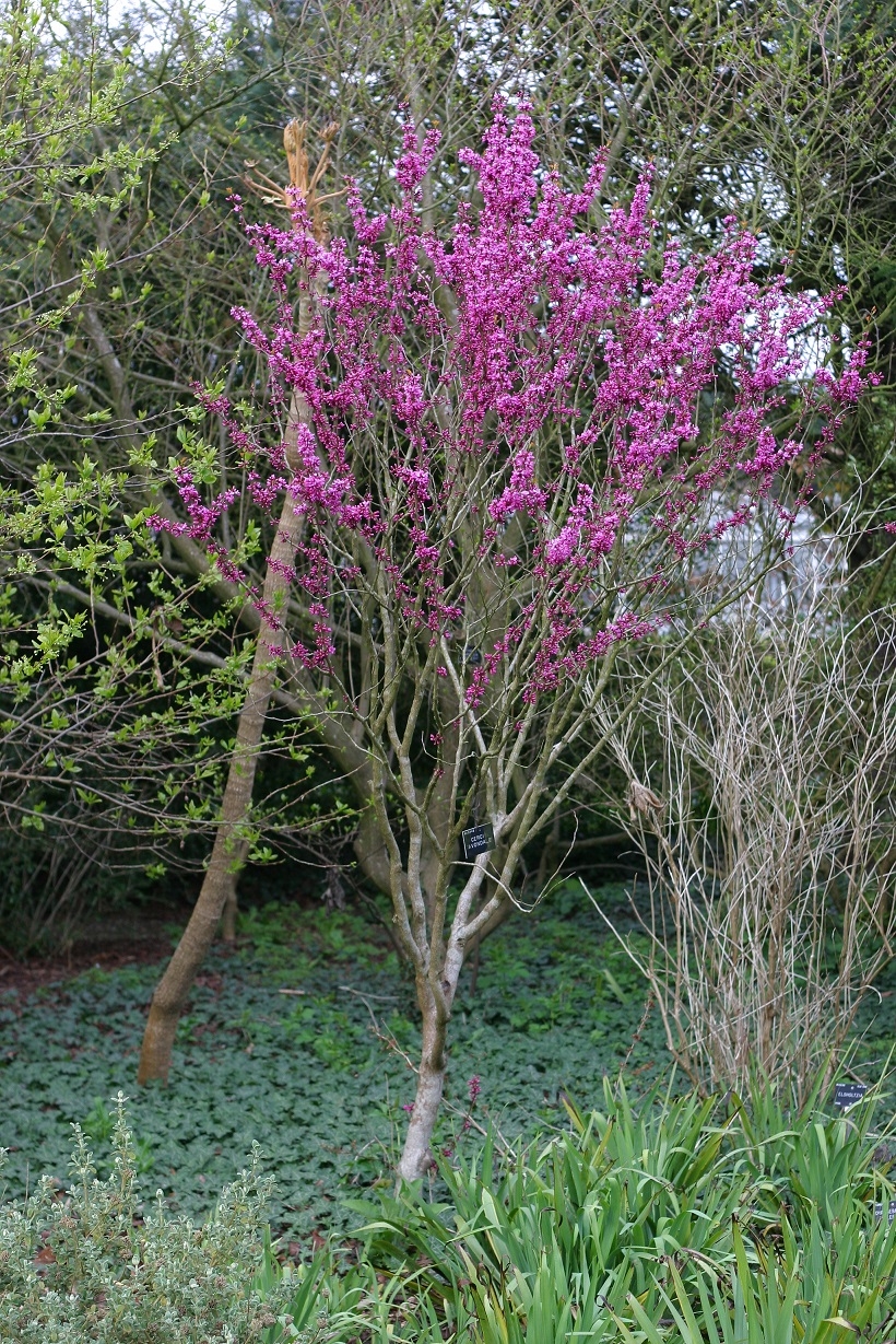 mature Cercis Chinensis Avondale multi-stem in late spring