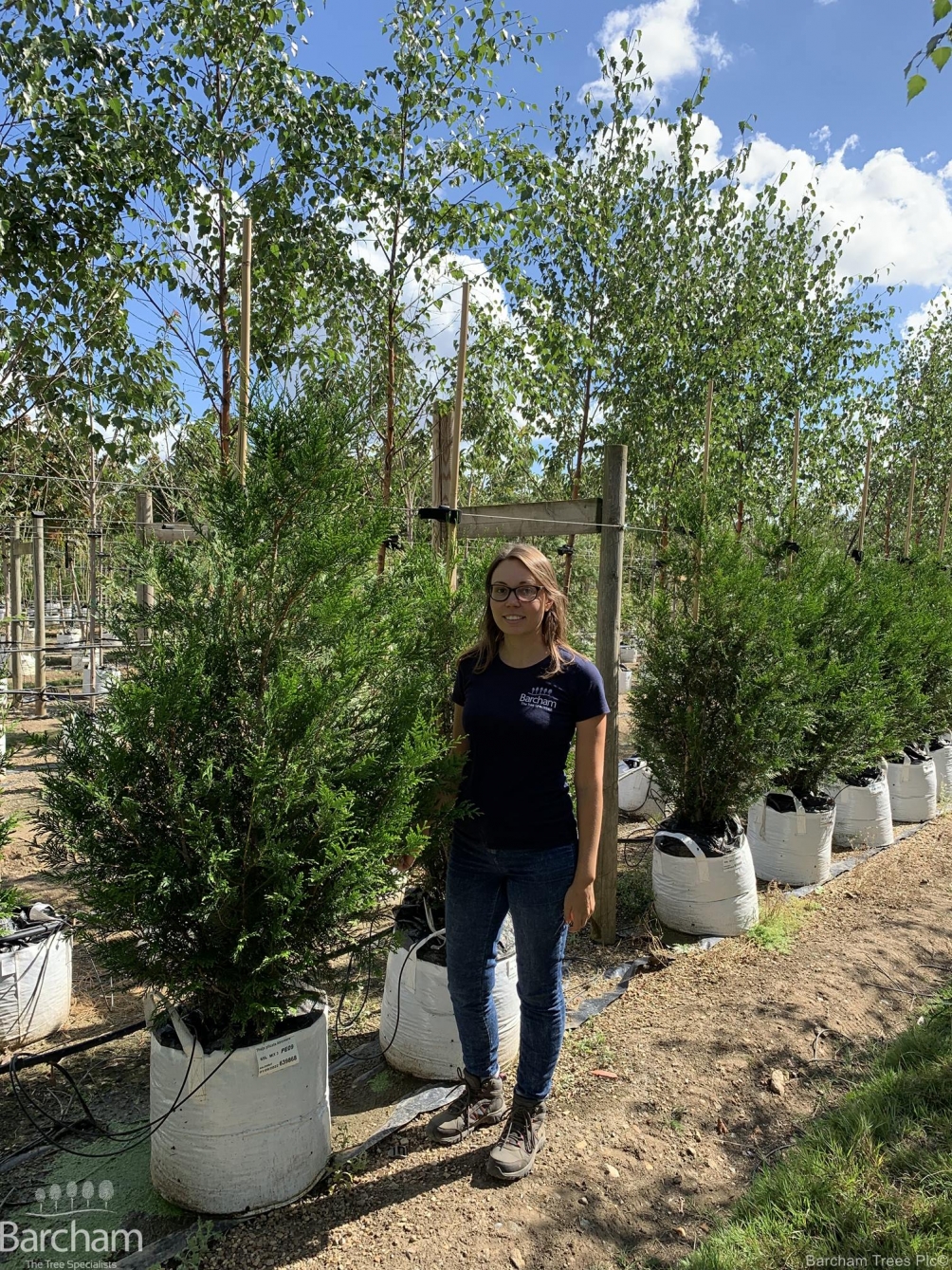 Thuja plicata Atrovirens