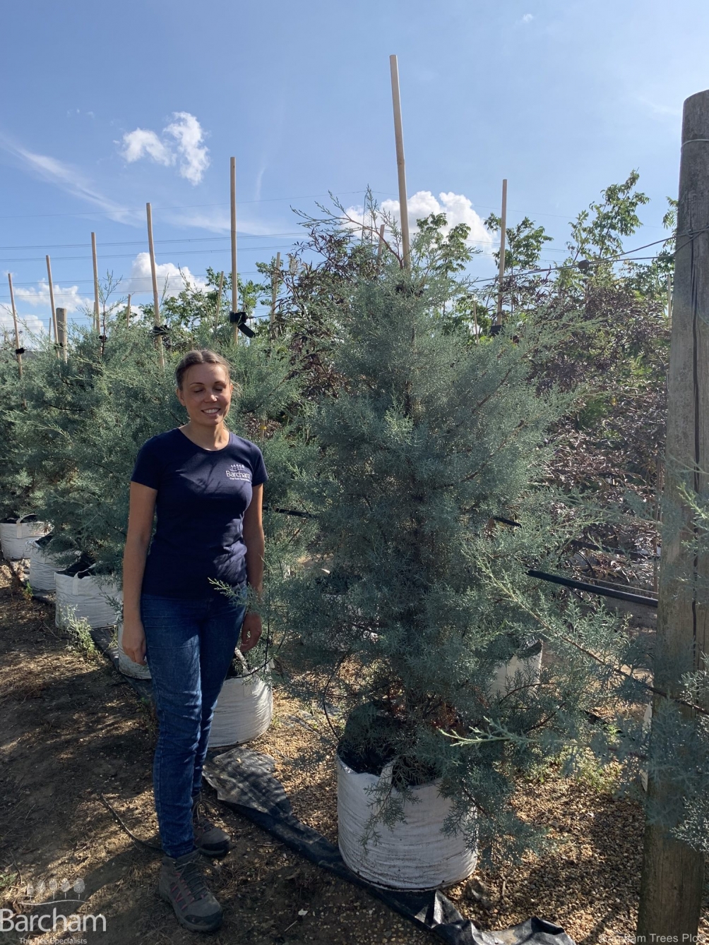Cupressus arizonica Glauca