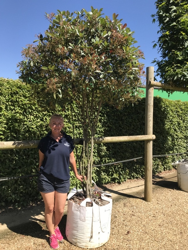 2 metre plus Photinia fraseri Red Robin mushroom shape