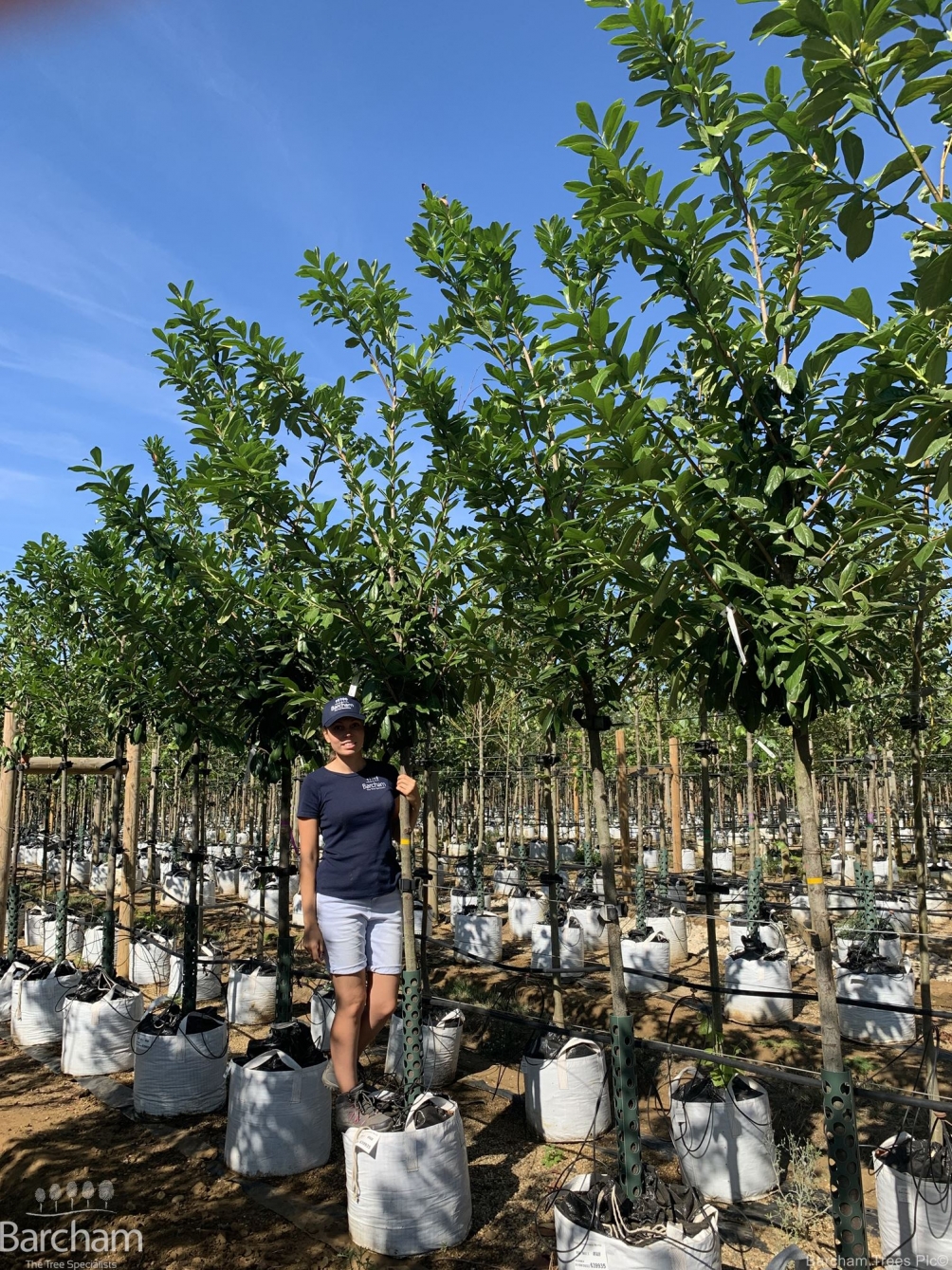 Prunus laurocerasus Novita