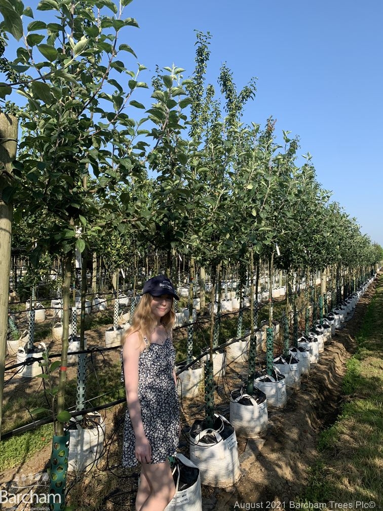Malus Cox’s Orange Pippin