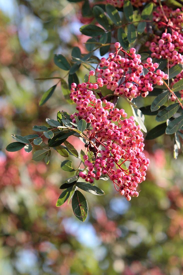 The pink berrries befor turning white