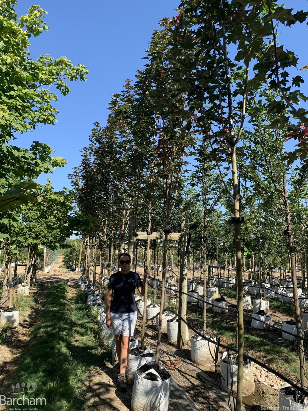 Acer platanoides Deborah
