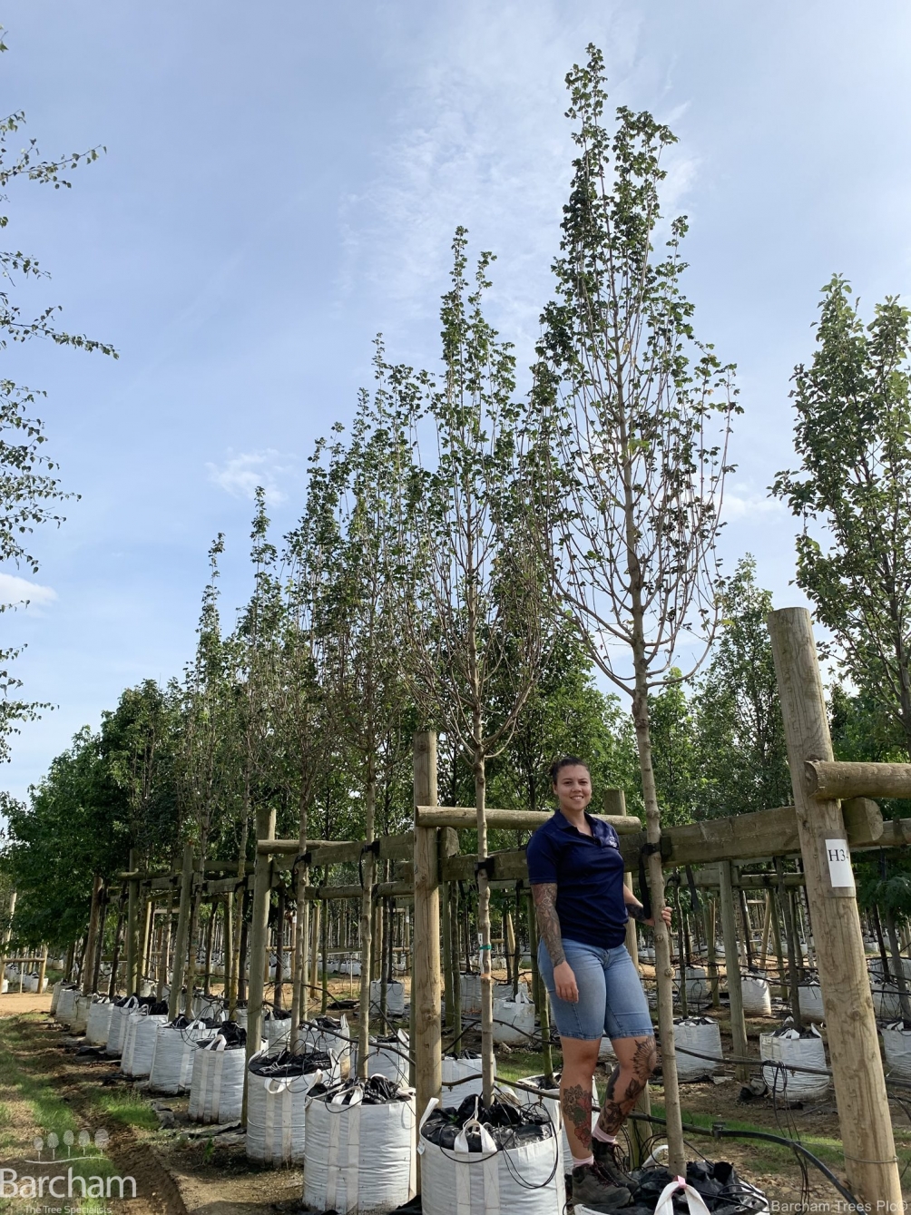 Acer Campestre Lienco