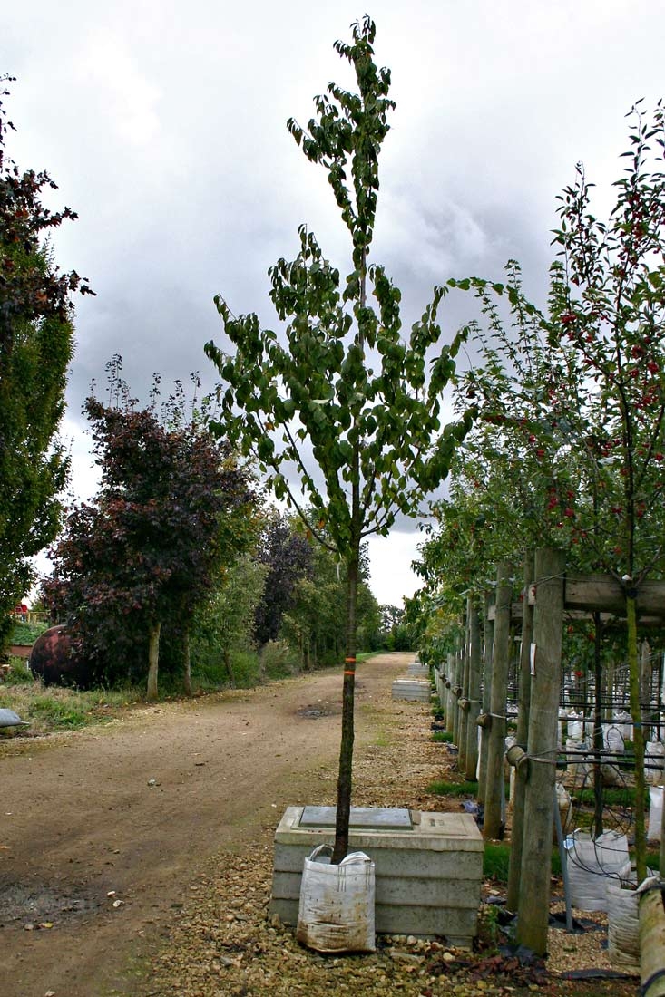 simgle specimen of a 12-14cm girth Prunus schmittii