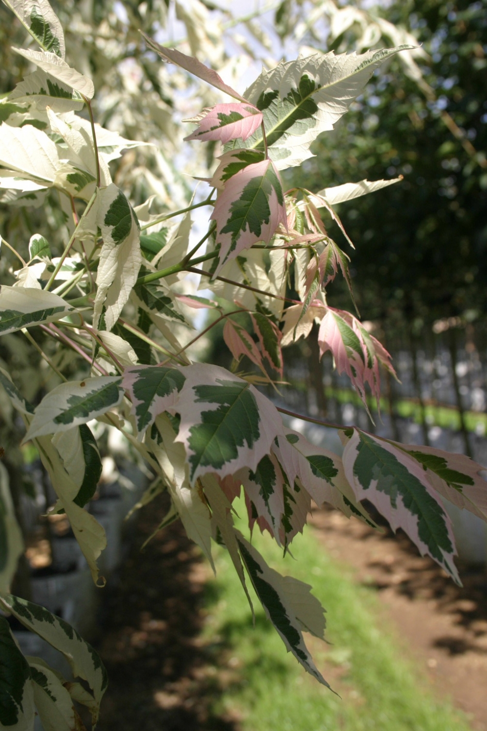The leaves of  Acer negundo Flamingo