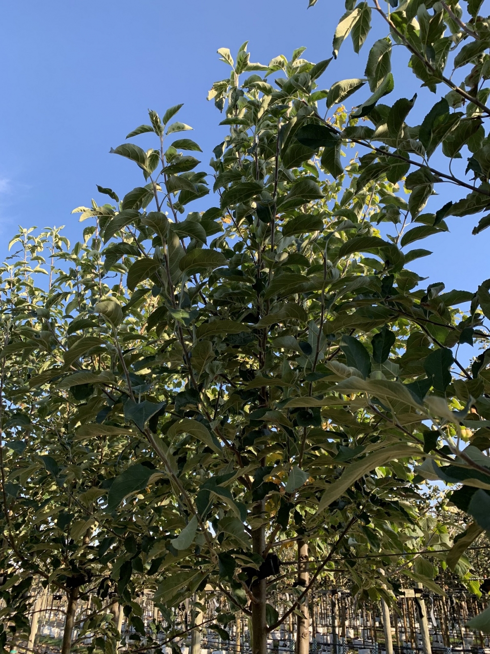 the crown of  Malus Laxton Superb