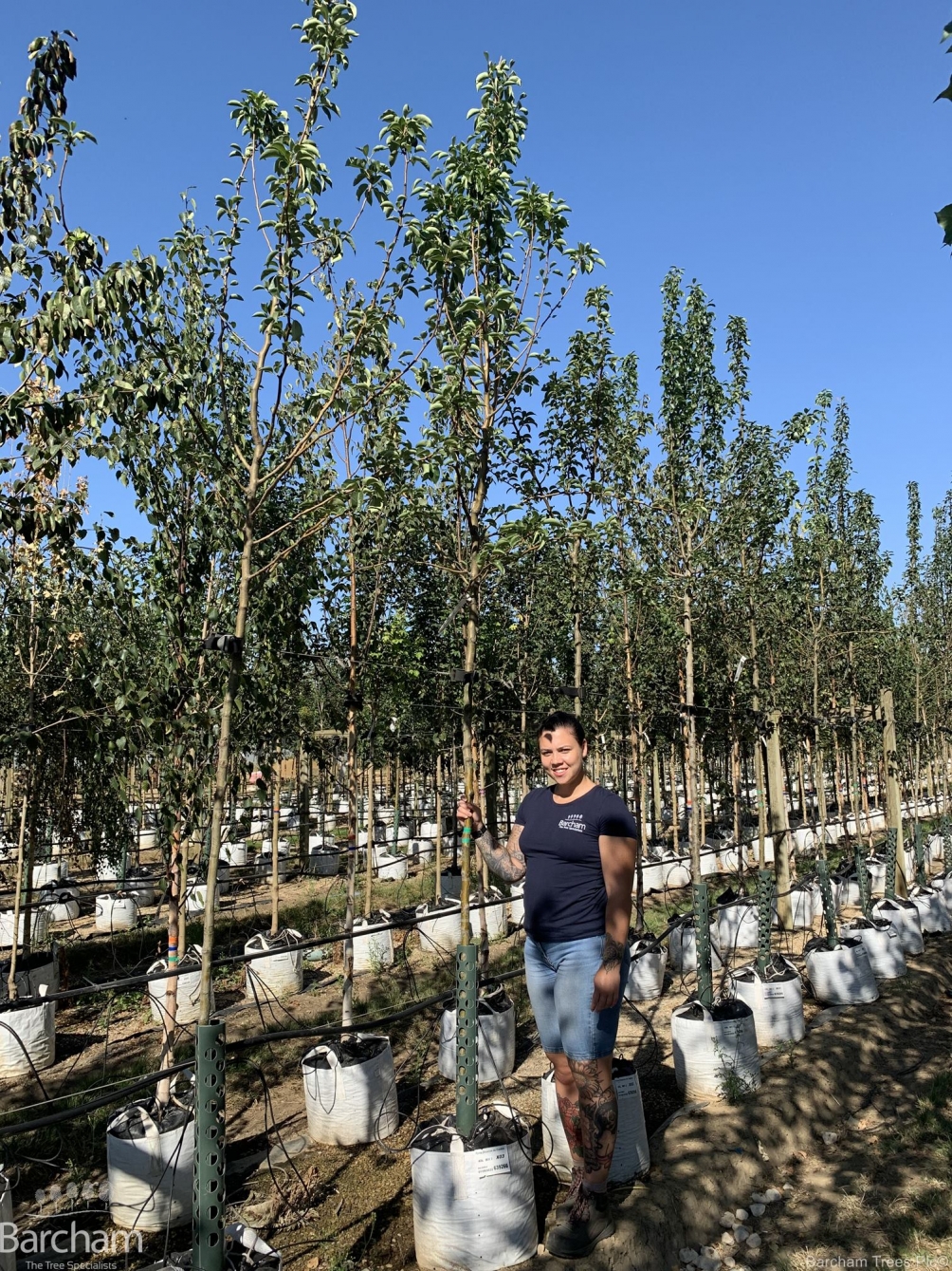 Pyrus Doyenne du Comice
