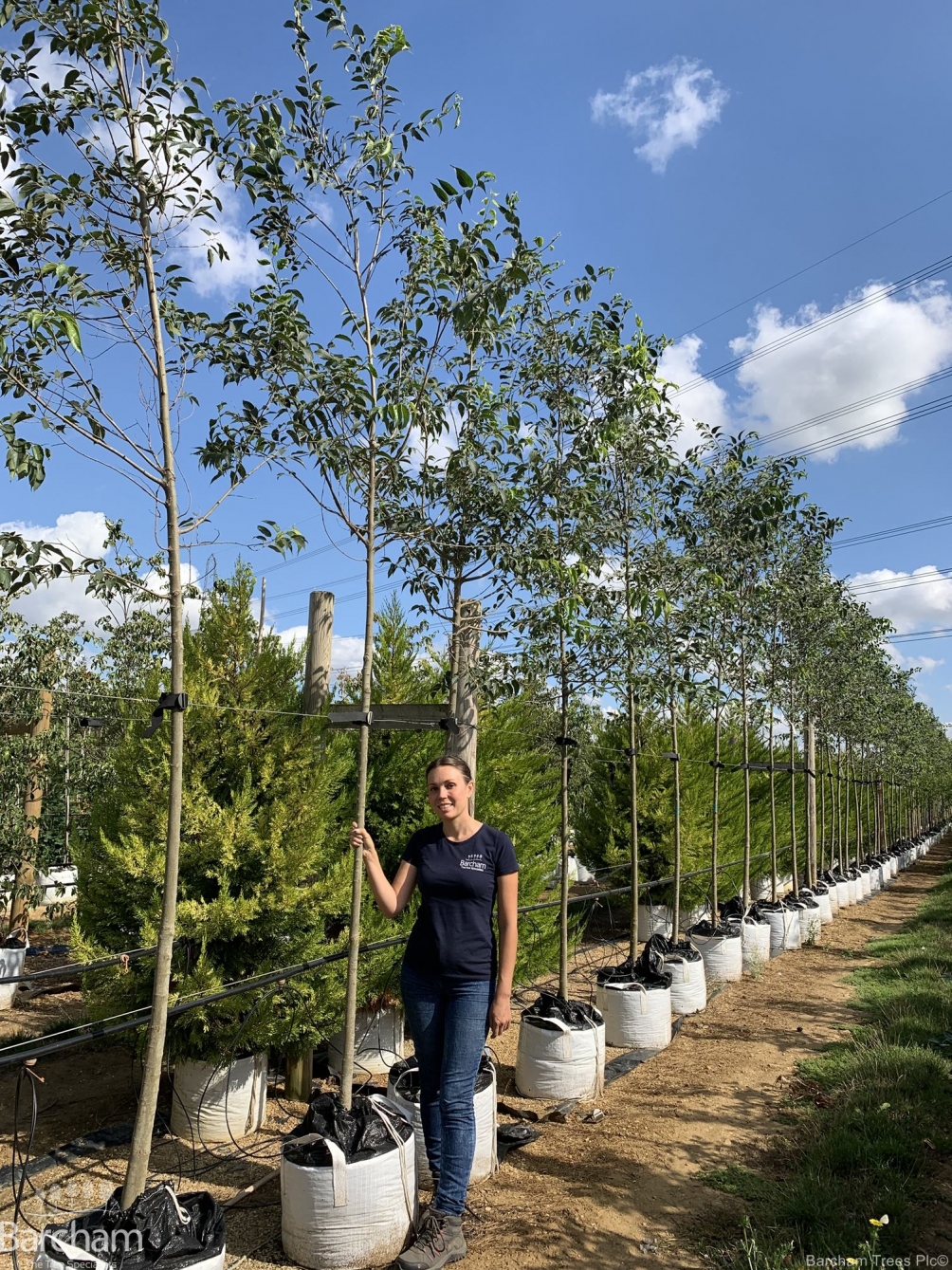 Celtis Australis